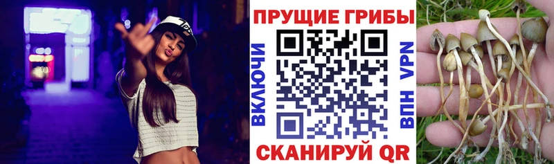 Галлюциногенные грибы Psilocybe  купить   Назрань 